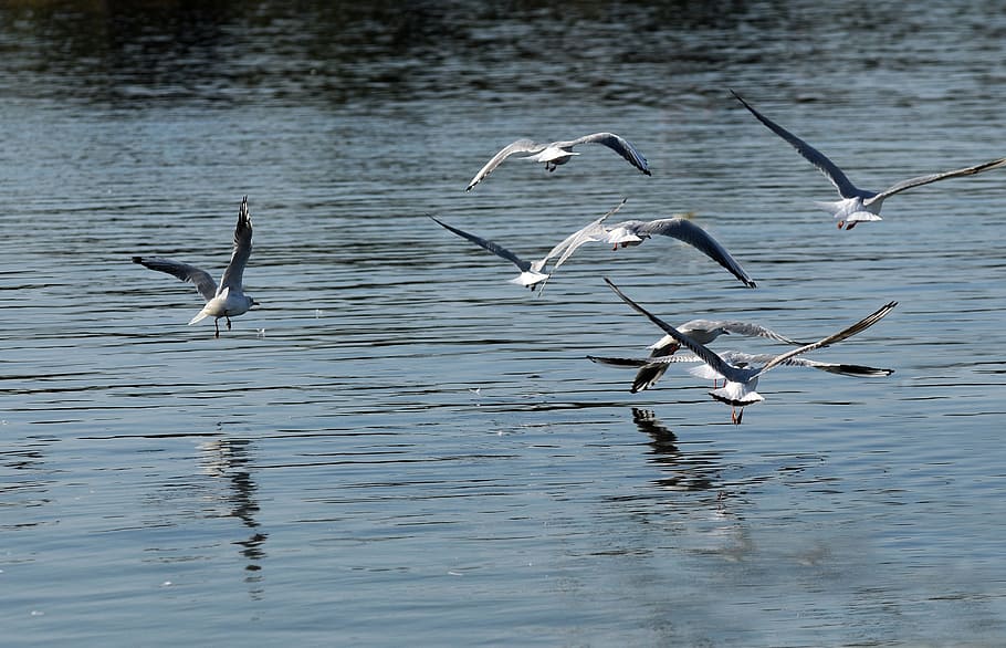 sea, seagulls, flight, animals in the wild, flying, animal themes HD wallpaper