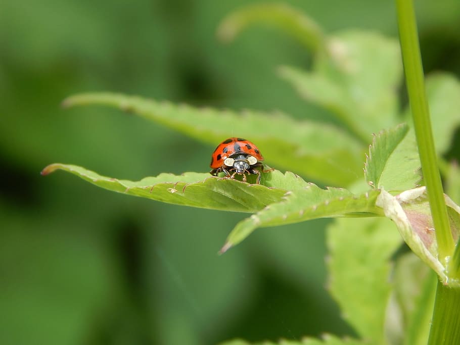 Ladybug, Macro, Insect, Beetle, grass green, green color, animal themes HD wallpaper