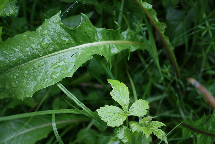 grass, rain, close, green color, growth, plant part, leaf, drop HD wallpaper