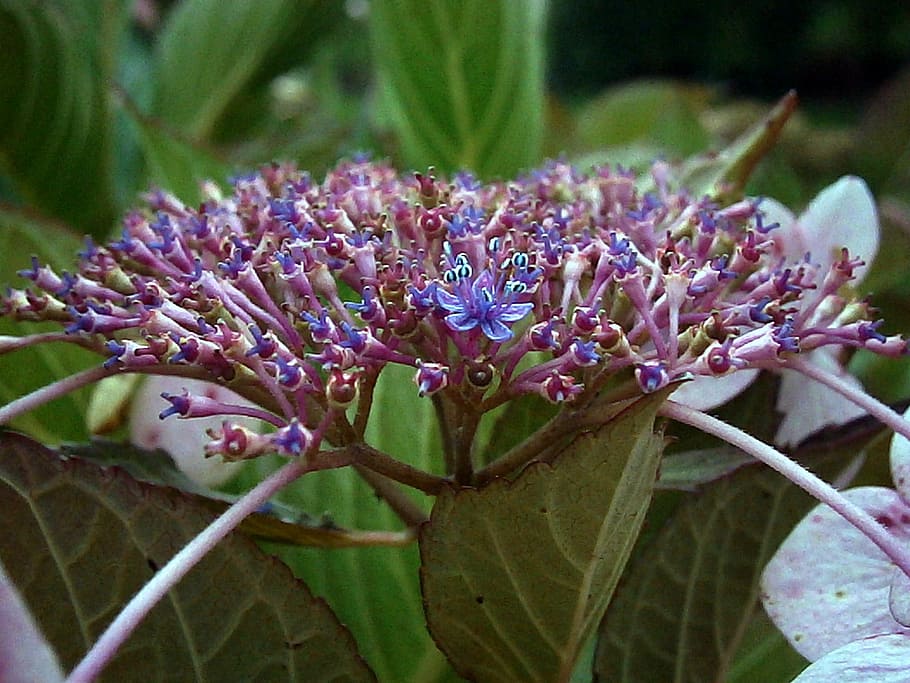hydrangea, purple, white, flowers, bud, bush, blue, nature HD wallpaper