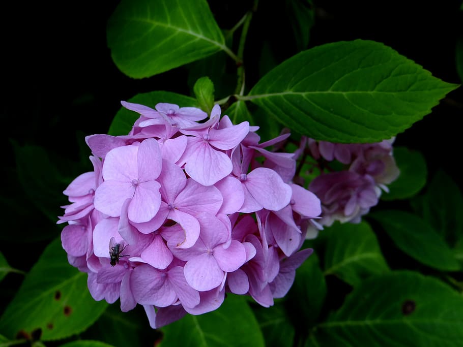 hydrangea, flower, purple, blossom, botanical, flowering plant HD wallpaper