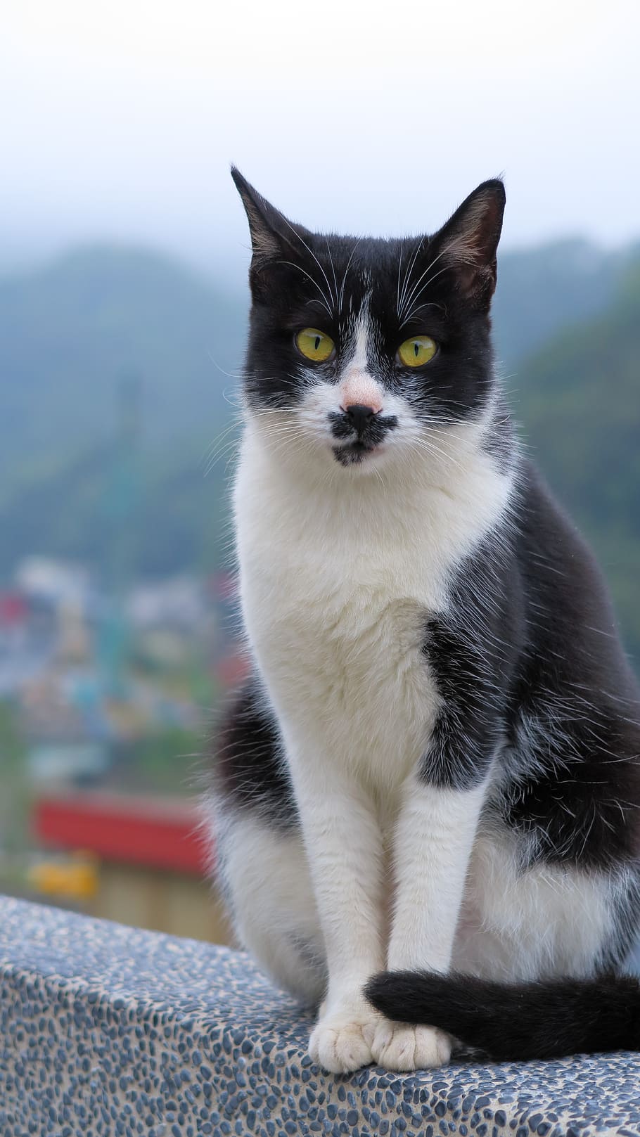 animal, cat, pets, cute, domestic, one animal, mammal, domestic animals HD wallpaper