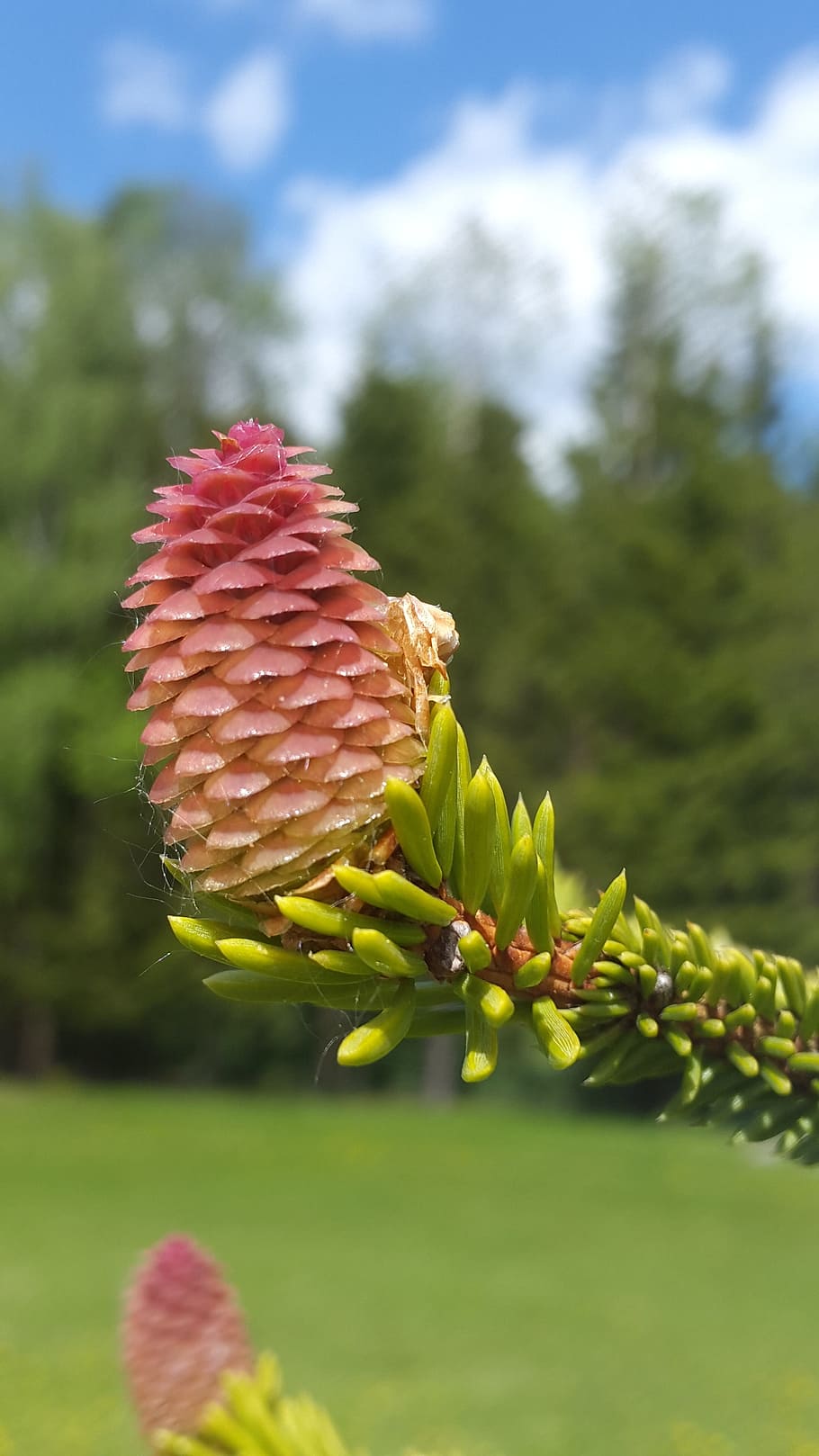pine cone, nature, spruce, forest, handsomely, plant, growth HD wallpaper