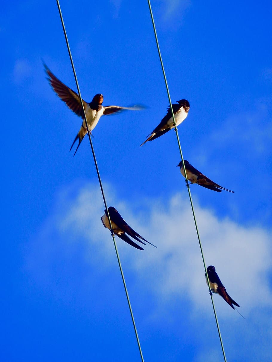swallows, sky, birds, blue, animal, animal themes, vertebrate
