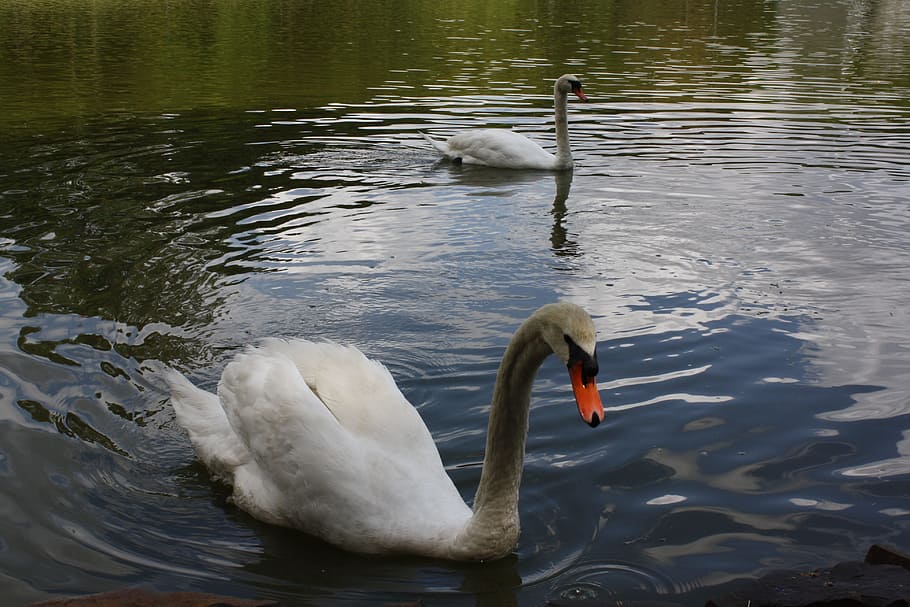 swan, white, lake, water, animals in the wild, bird, animal wildlife HD wallpaper