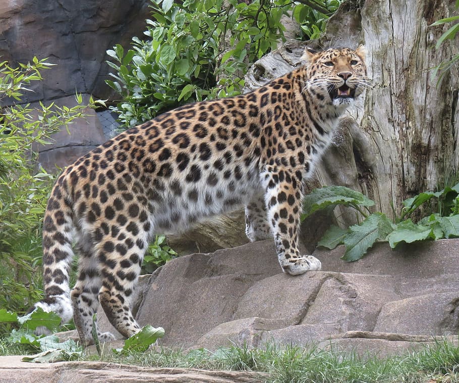 leopard, cat, wild, nature, predator, wildlife, africa, undomesticated Cat HD wallpaper