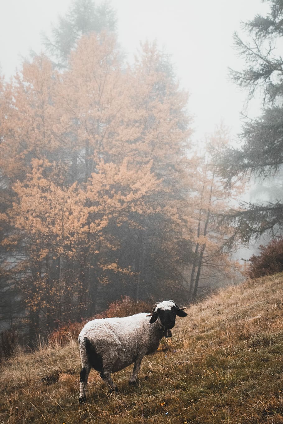 white sheep near on forest trees, white sheep on green grass near trees HD wallpaper
