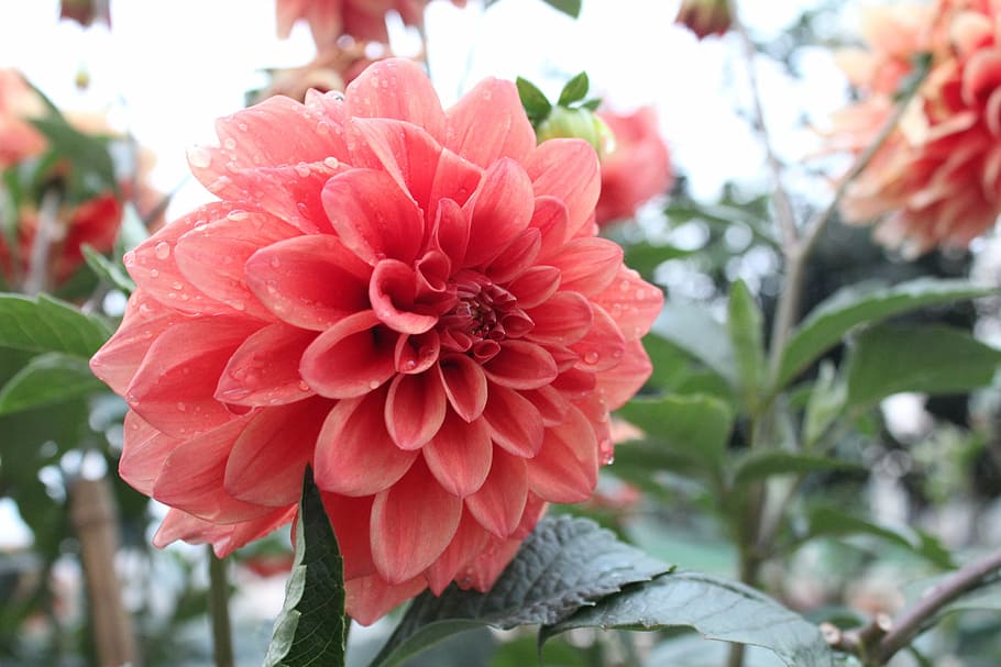 gorgeous, red, zigui county, nature, plant, pink Color, petal HD wallpaper