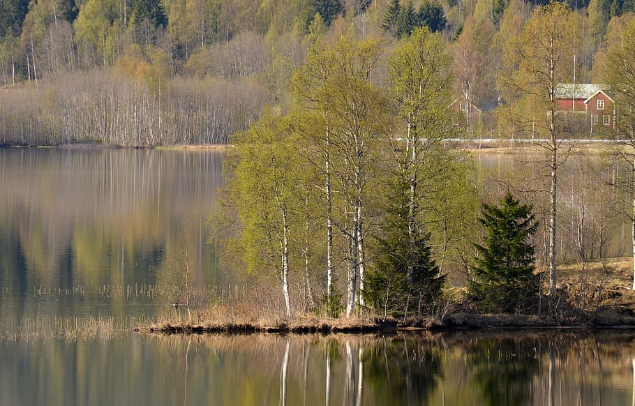 water, green, tree, reflection, lake, beauty in nature, plant HD wallpaper