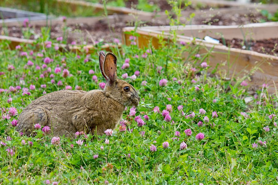 rabbit, wildflowers, bloom, grass, spring, bunny, nature, cute HD wallpaper