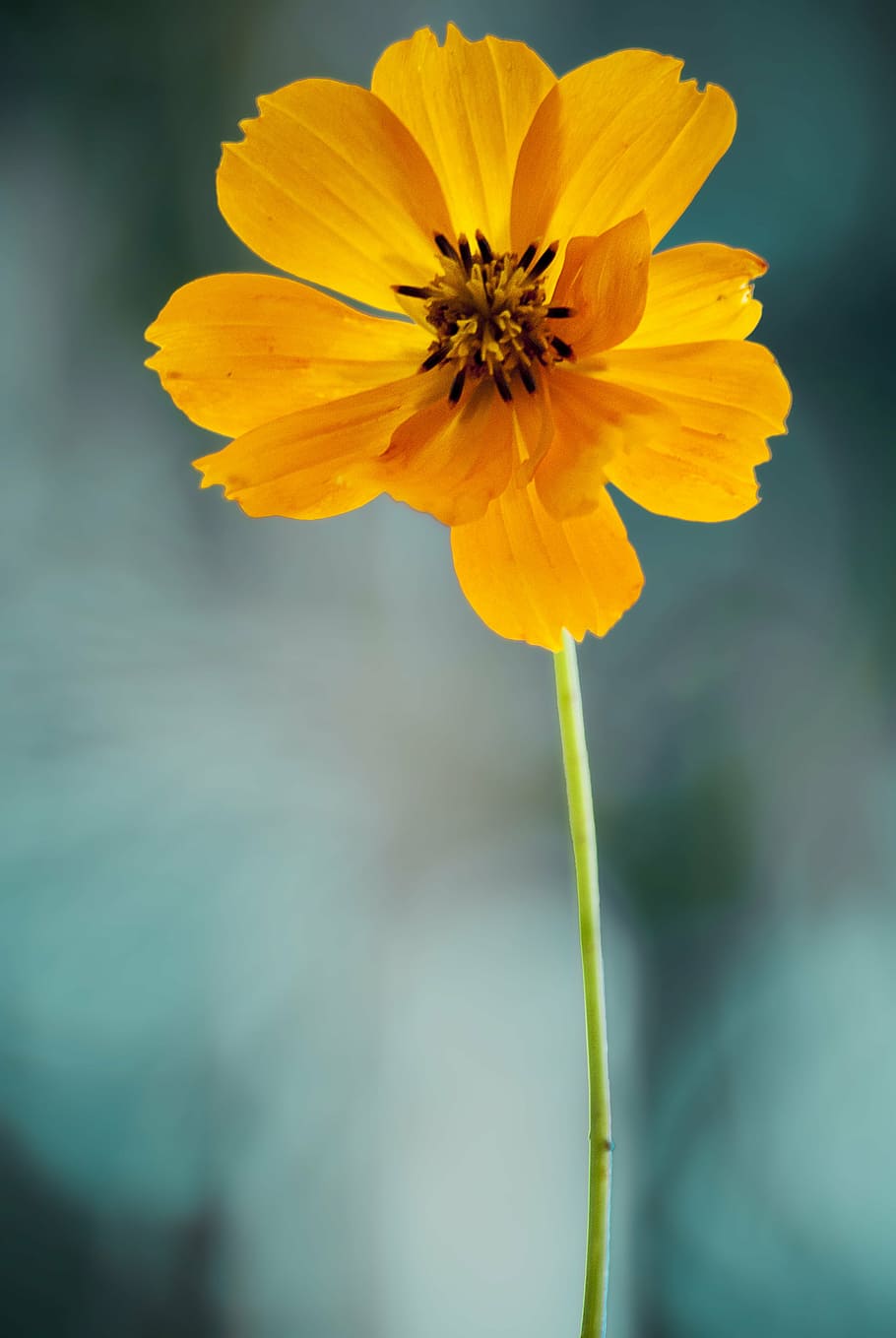 close-up photo of yellow petaled flowers, cosmos, orange, background HD wallpaper
