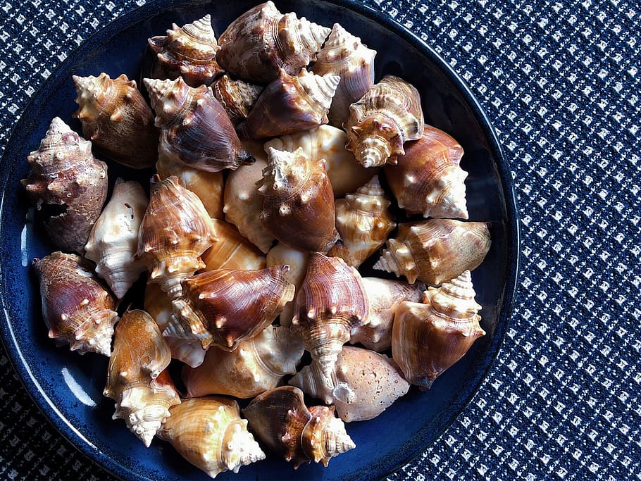 conch, shells, seashells, nature, collection, food, food and drink HD wallpaper
