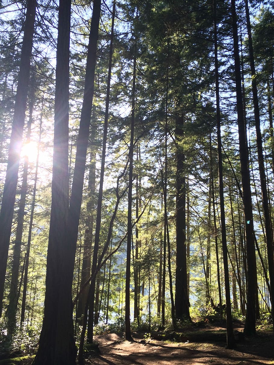 Light, Forest, Fragrant, tree, woodland, nature, sunbeam, sunlight HD wallpaper