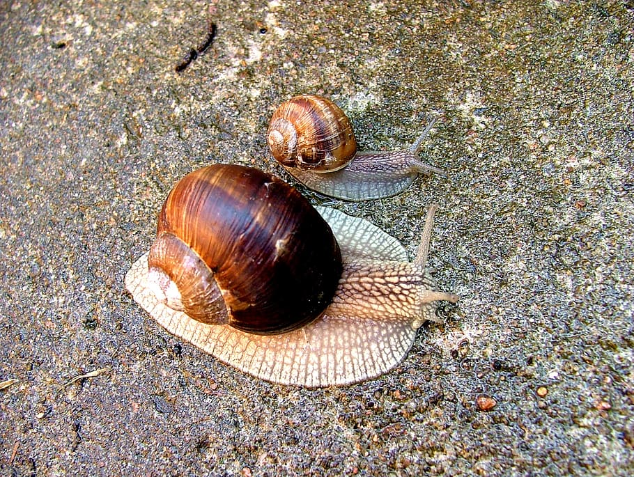 worm, snail, conch, nature, animal, snail shell, animal wildlife HD wallpaper