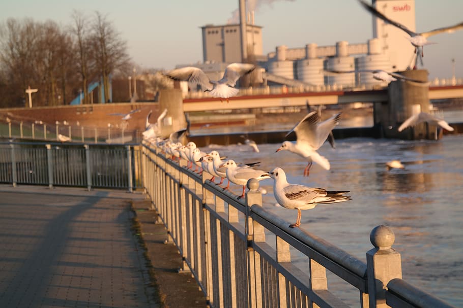 bremen, weser weir, sunset, bird, vertebrate, animal, animal themes HD wallpaper