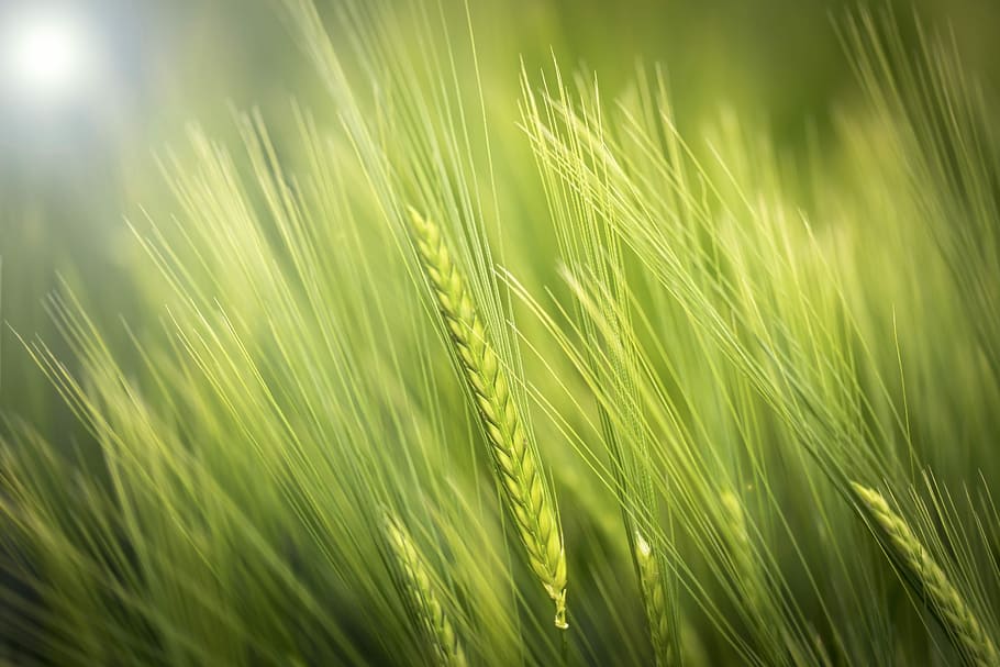 photo of wheat, green rice paddy field, nature, growth, green color HD wallpaper