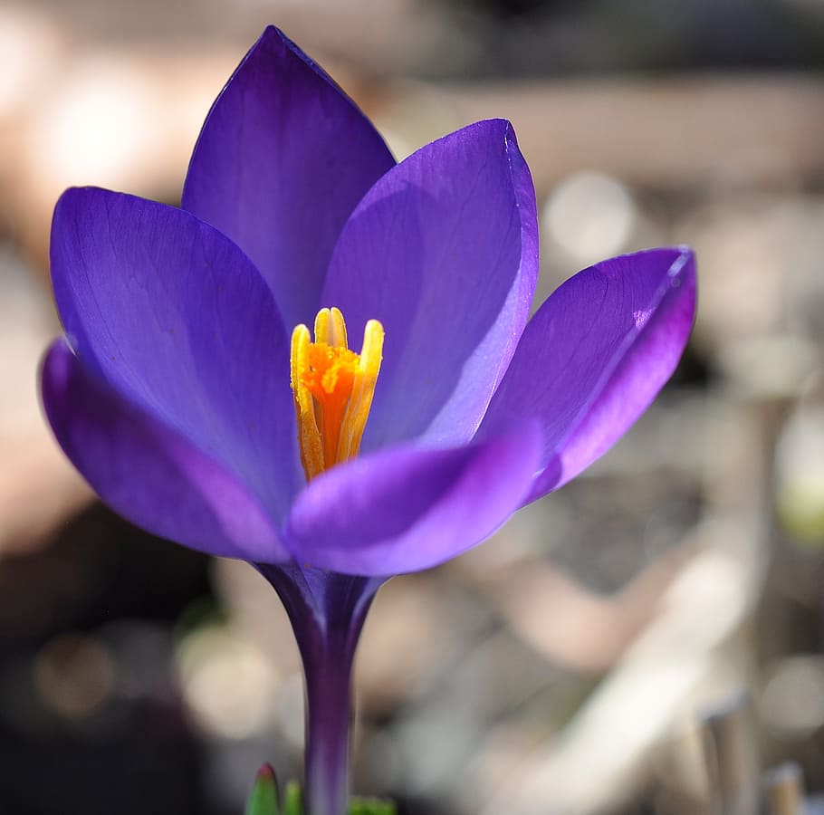 crocus, flower, blossom, bloom, plant, spring flower, purple HD wallpaper