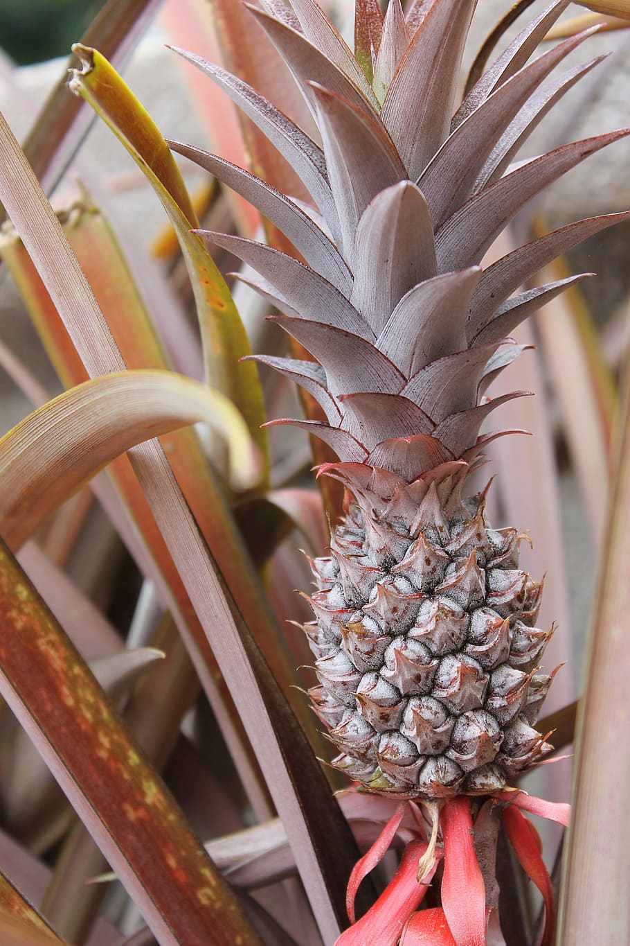 pineapple, fruit, tropical, healthy, fresh, sweet, yellow, plant HD wallpaper
