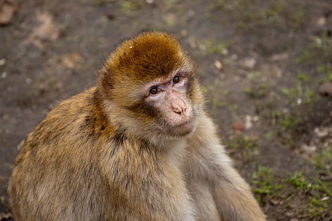 monkey, zoo, theme park, animals, äffchen, nature, wild animal HD wallpaper