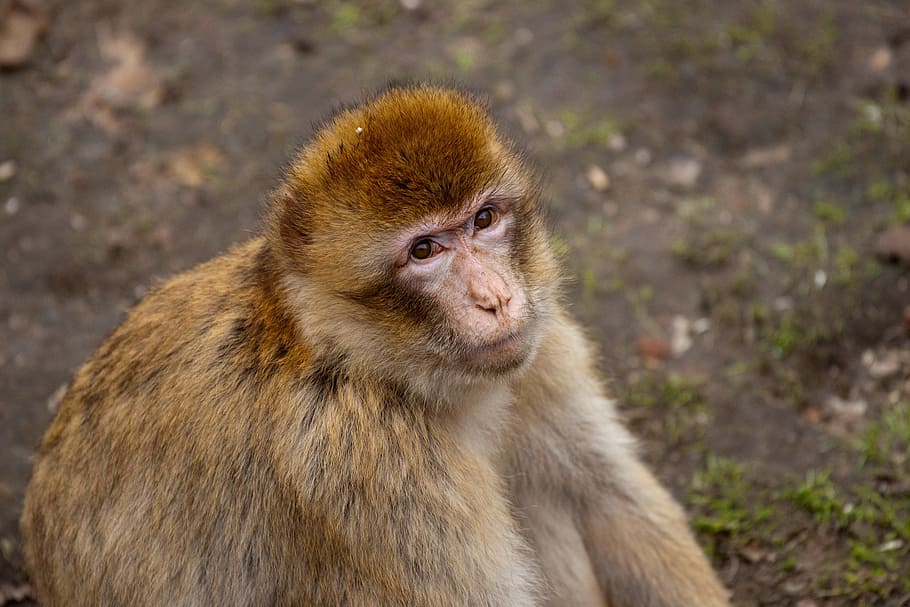 monkey, zoo, theme park, animals, äffchen, nature, wild animal HD wallpaper