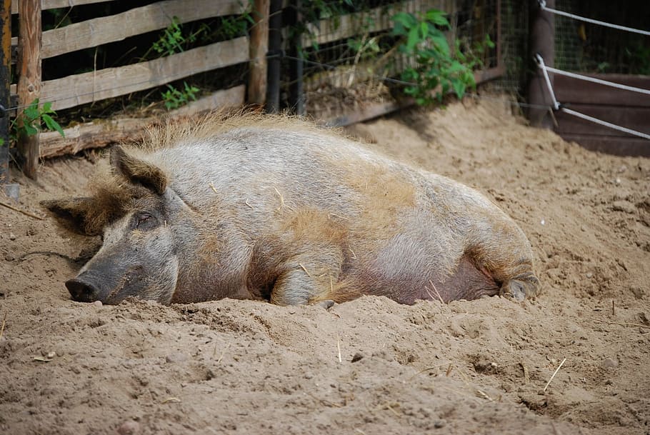 pig, sleep, rest, farm, animal themes, mammal, one animal, animal wildlife HD wallpaper