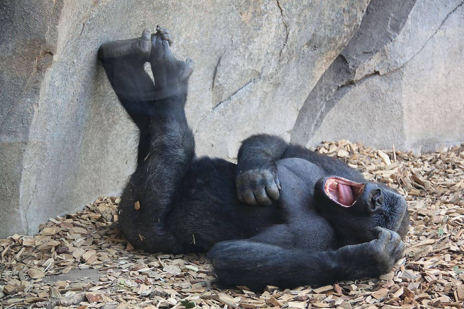 gorilla laying on sand, mono, primate, nice, chimpanzee, animal HD wallpaper