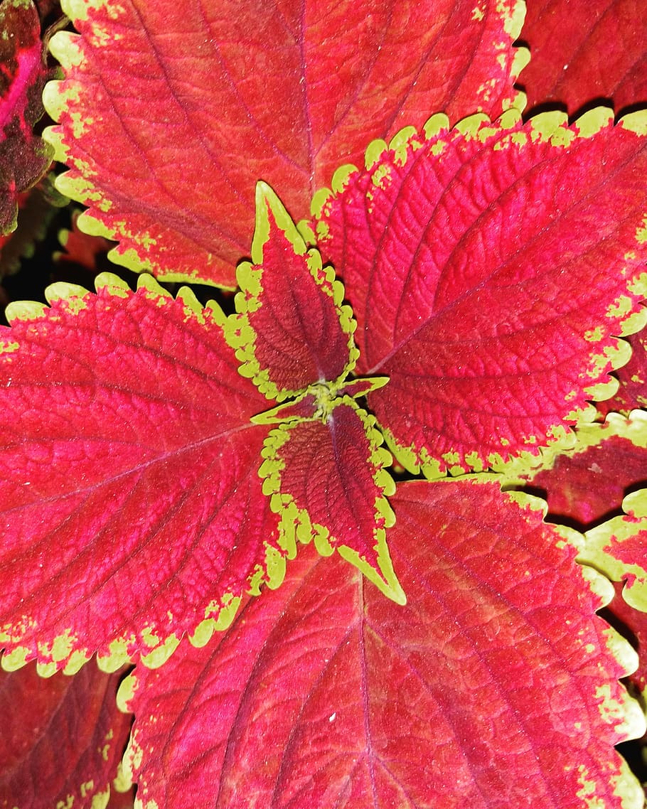 leaf, plant, red, gold, colour, close-up, beauty in nature HD wallpaper