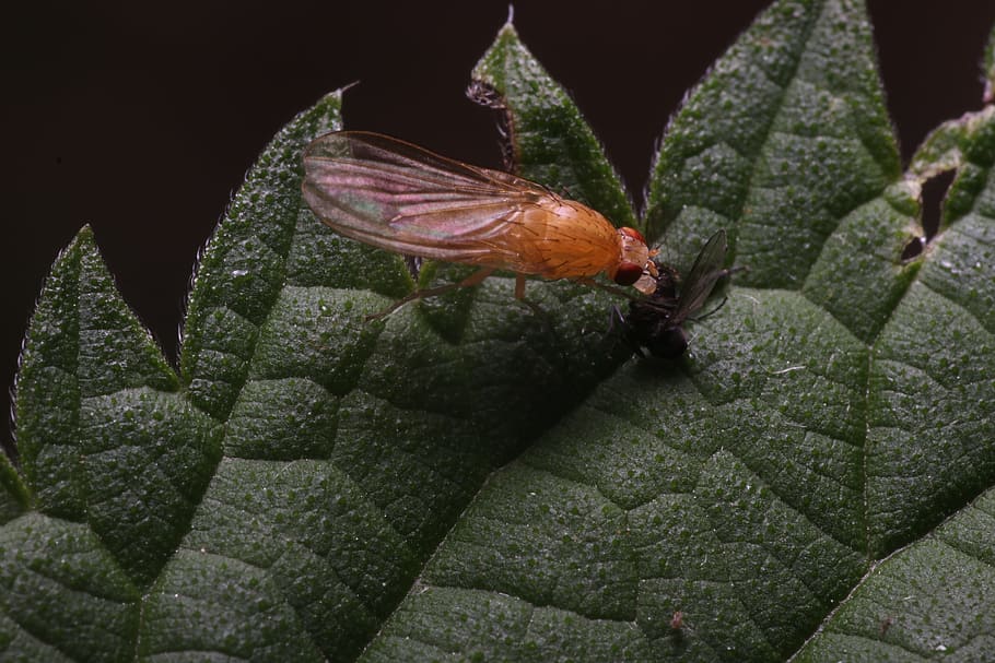 leaf, nature, plant, background, close, insect, one animal HD wallpaper