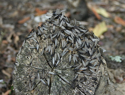 swarm of flying insect on wood log, termites, wings, insects HD wallpaper