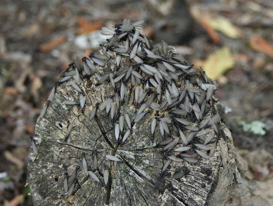 swarm of flying insect on wood log, termites, wings, insects HD wallpaper