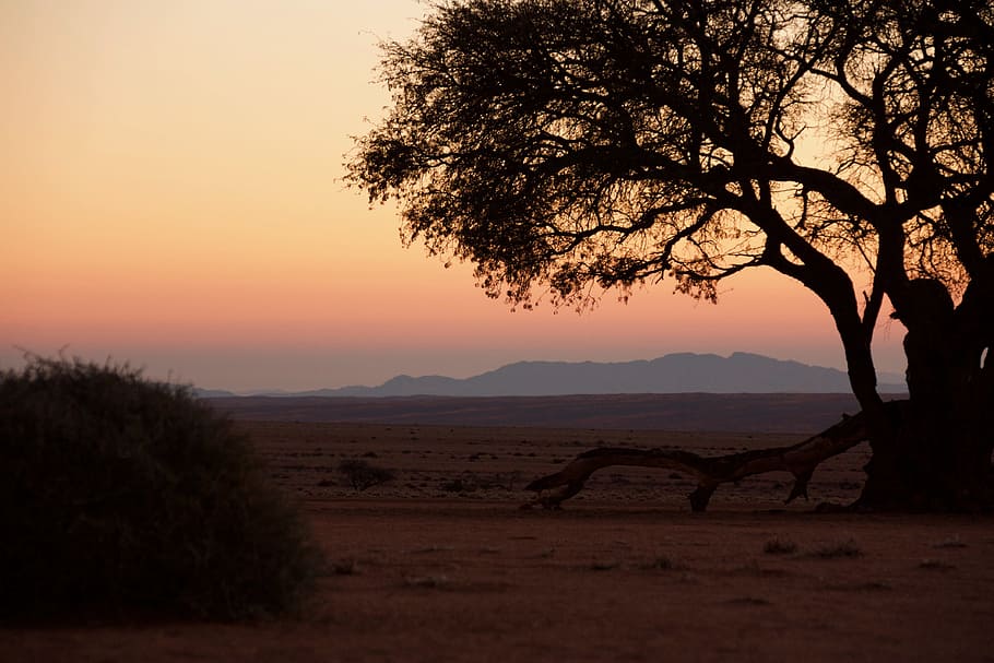 namibia, sunset, desert, tree, sky, plant, beauty in nature HD wallpaper