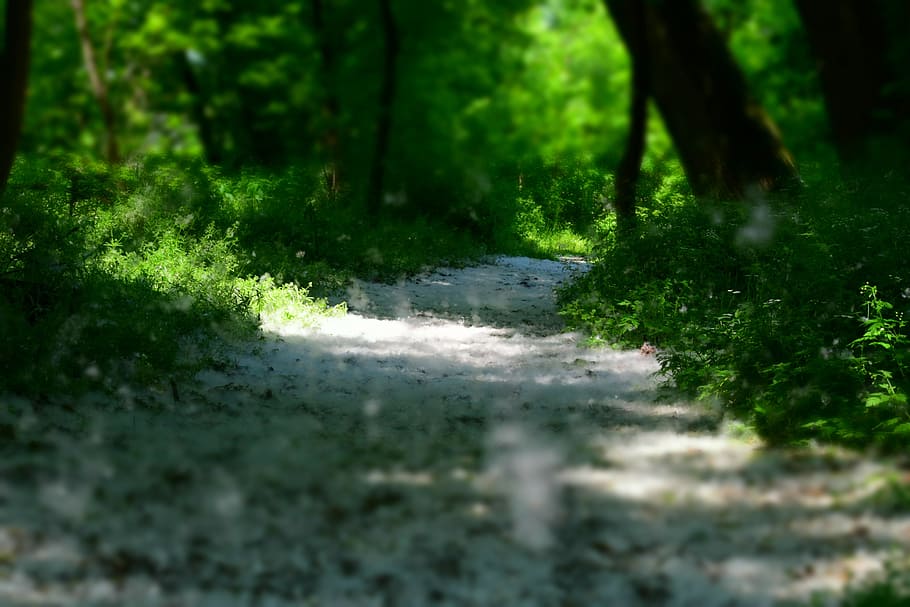 Nature, Soil, White, Green, Forest, tranquility, growth, day HD wallpaper