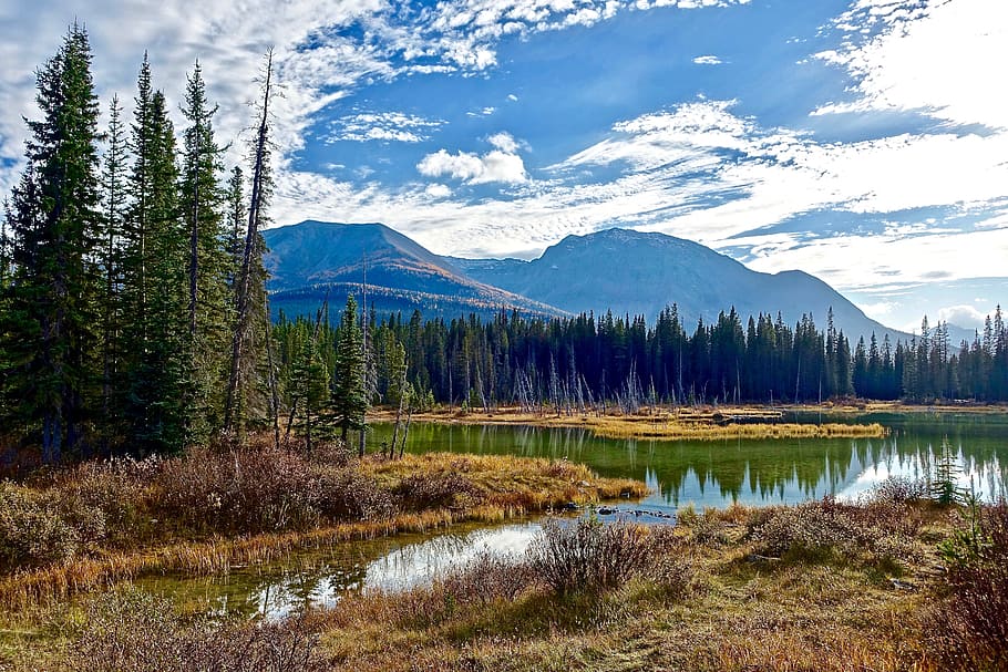 wood, landscape, nature, sky, conifer, daylight, environment HD wallpaper