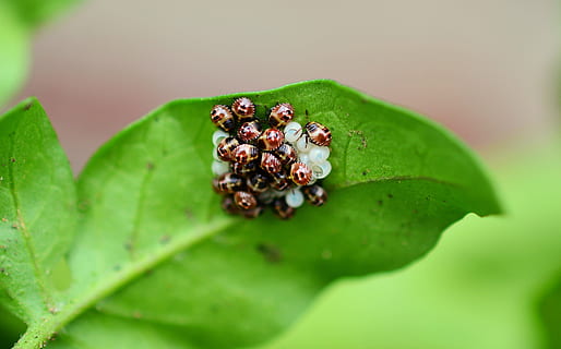 Bugs, Leaf Bug, Insect, Eggs, insect eggs, hatch, creepy-crawlies HD wallpaper
