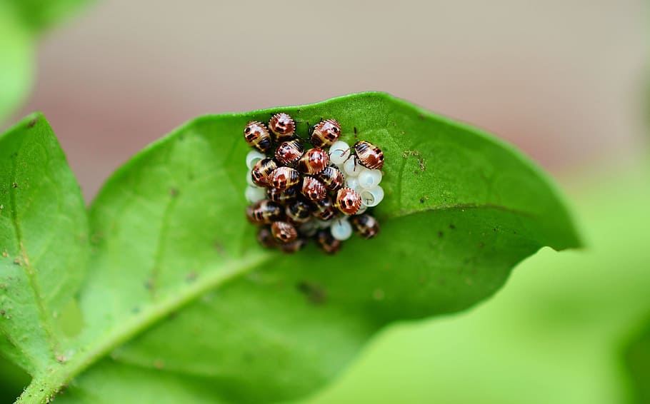 Bugs, Leaf Bug, Insect, Eggs, insect eggs, hatch, creepy-crawlies HD wallpaper