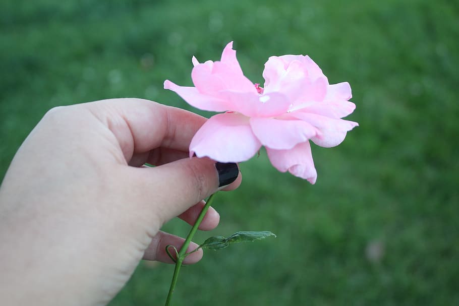 rosa, hand, landscape, flower, love, bella, pink, human hand HD wallpaper