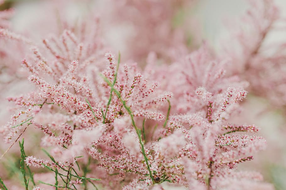 Tree bloom in early Spring, flowers, background, nature, pink, HD wallpaper