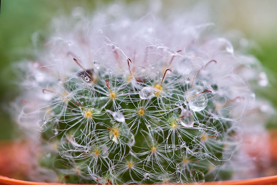 cactus, dea, macro, detail, beautiful, flower picture, nature HD wallpaper