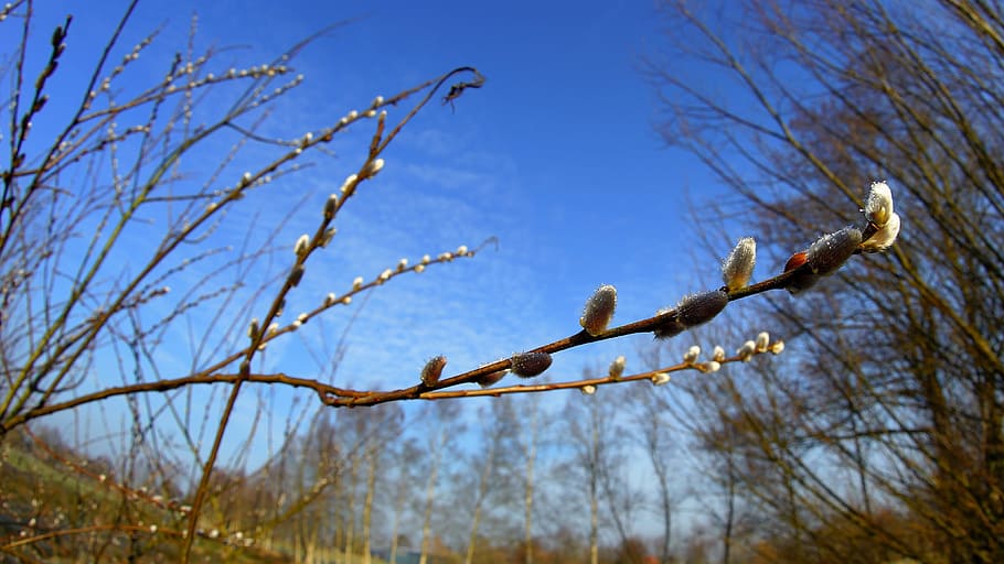 tree, sky, nature, branch, season, february, pasture, pussy willow HD wallpaper