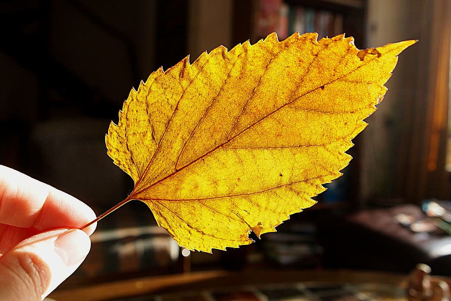 dried leaf, tree leaf, yellow, veins, sunlight, save, autumn HD wallpaper