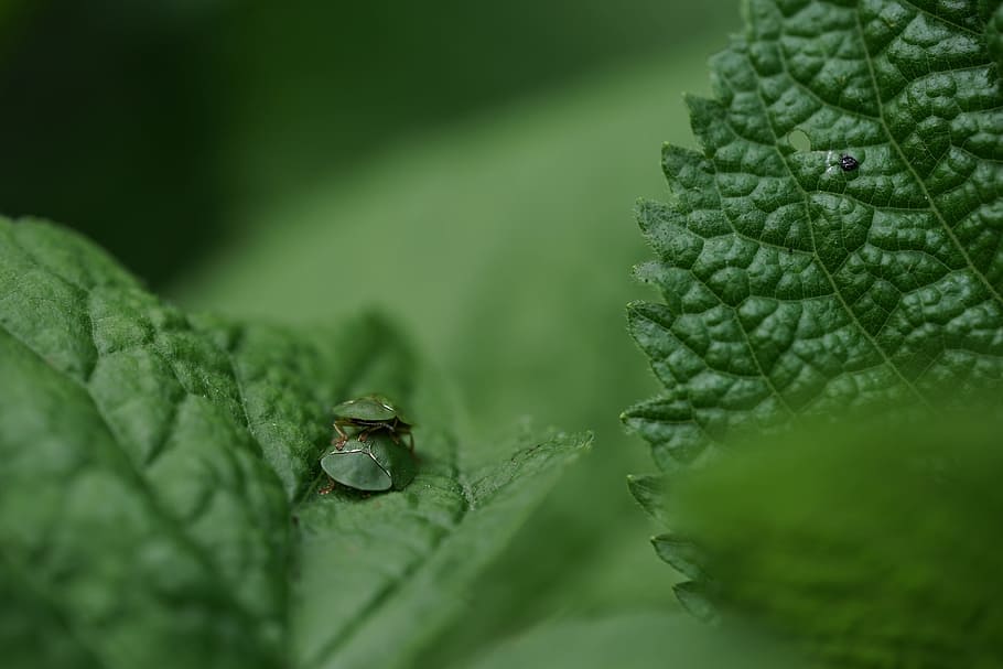 Bugs, Nature, Macro, Forest, green, leaves, leaf, green Color HD wallpaper