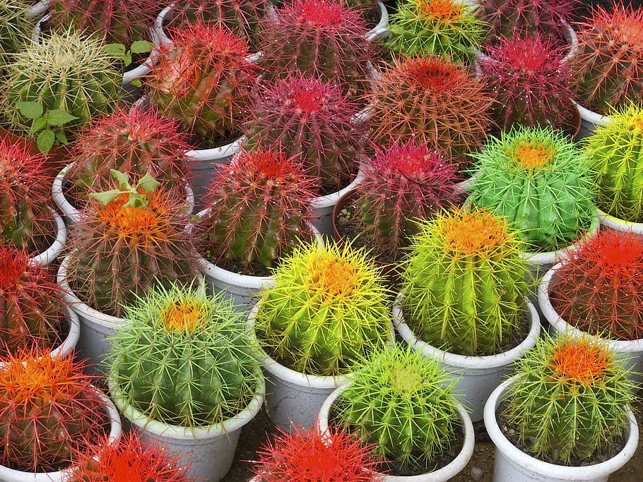 cactus, pots, thorns, plant, growth, succulent plant, green color HD wallpaper