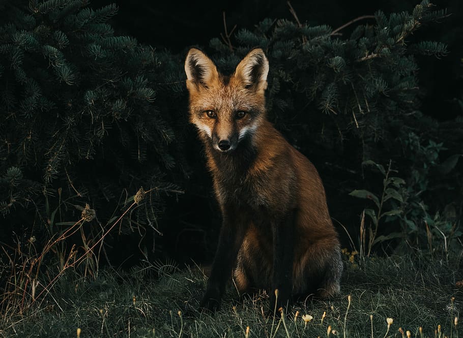 red fox illustration, brown fox in woods, dark, forest, woodland, HD wallpaper