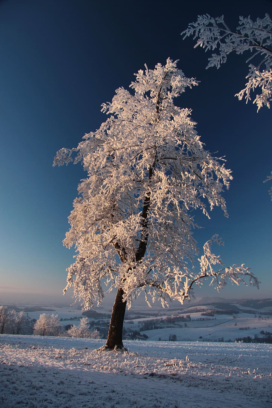 tree covered in snow, sunset, winter, white, zing, cold temperature HD wallpaper