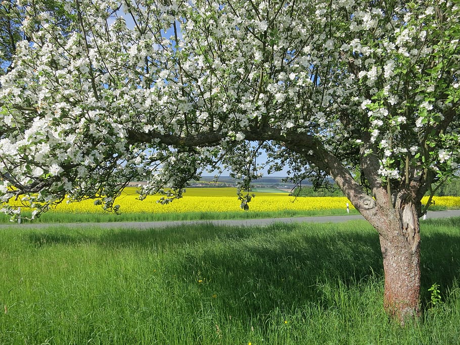 fruit tree blossoming, spring, nature, apple tree blossom, plant HD wallpaper