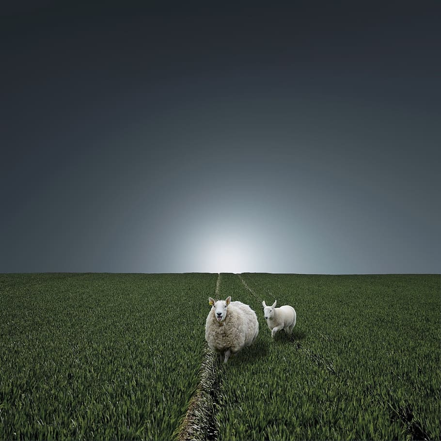 Paradise, Pasture, Sheep, field, agriculture, farm, domestic animals HD wallpaper