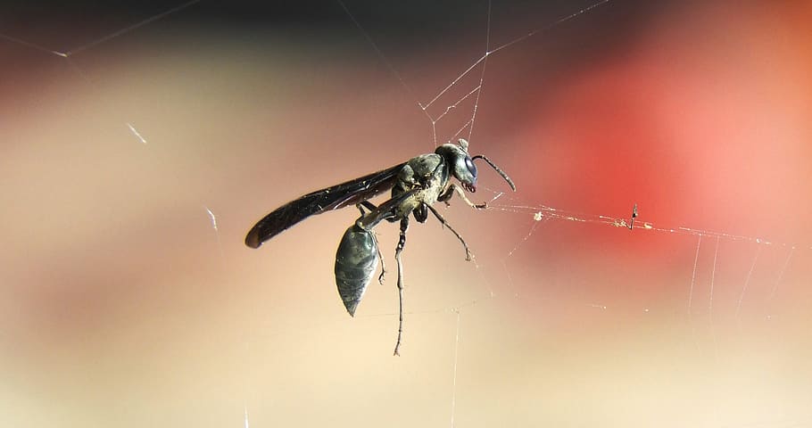 insect, nature, wasp, web, animal themes, invertebrate, animal wildlife HD wallpaper
