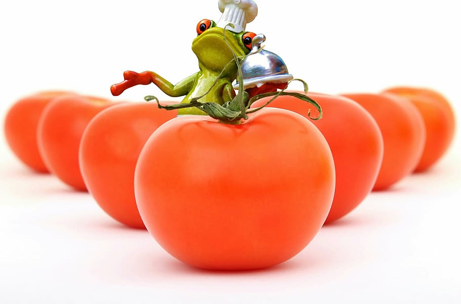 seven tomatoes, cooking, frog, healthy, food, preparation, funny HD wallpaper