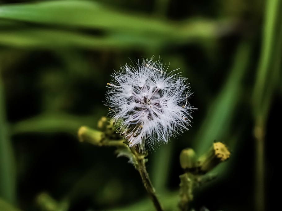 flower, flora, nature, spring, fragile, cyprus, fragility, dandelion HD wallpaper