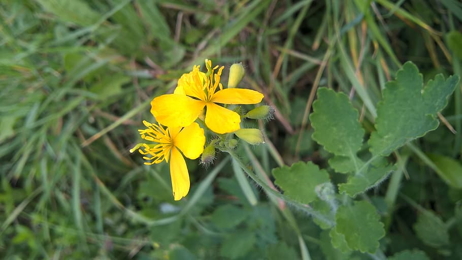 herb, weed, flower, yellow, flowering plant, freshness, beauty in nature HD wallpaper